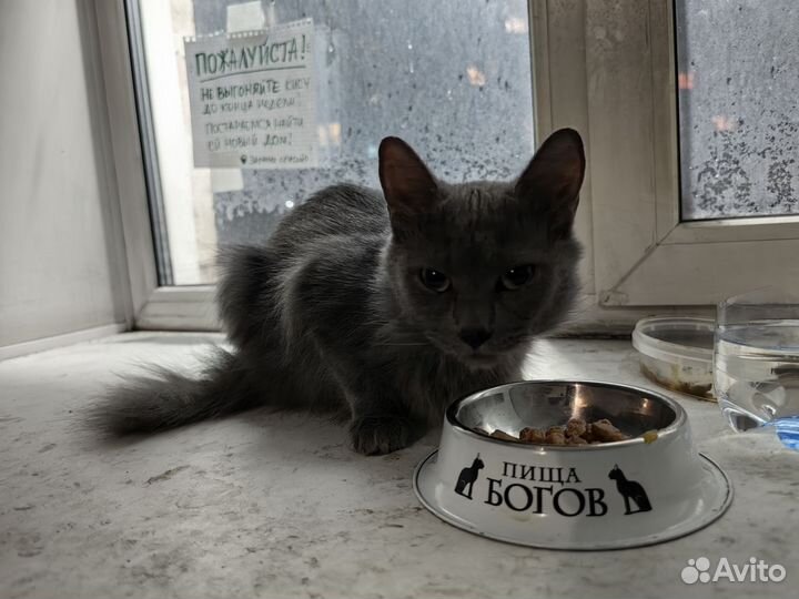 Ласковая кошечка