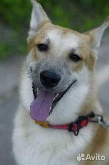 Собака в добрые руки