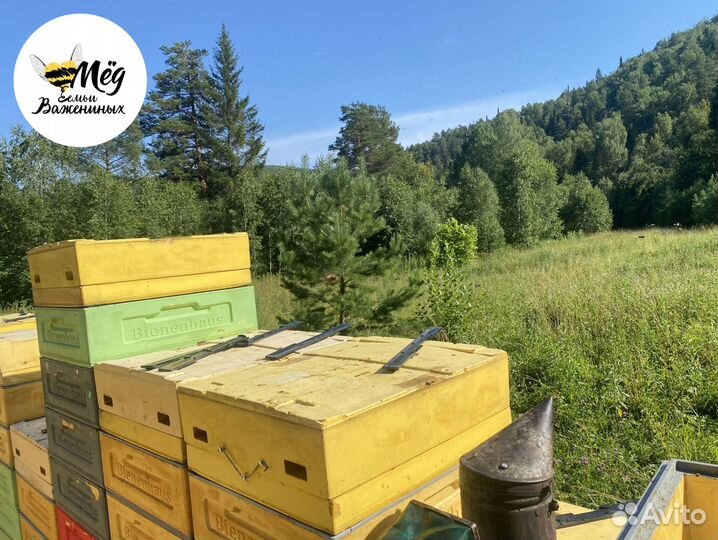 Мед натуральный со своей пасеки