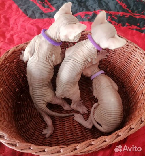 Канадский сфинкс