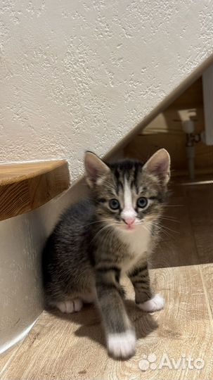 Домашние котята