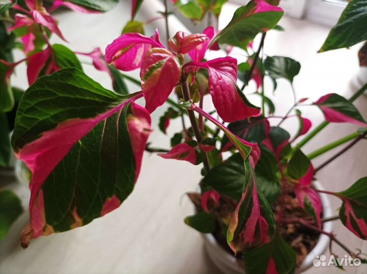 Альтернантера