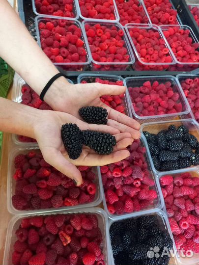 Ежевика корень на размножение. Прайм Арк Фридом