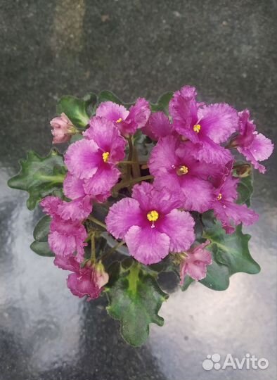 Мини фиалки