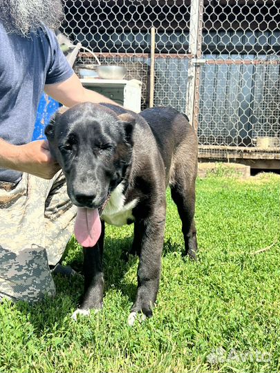 Среднеазиатская овчарка