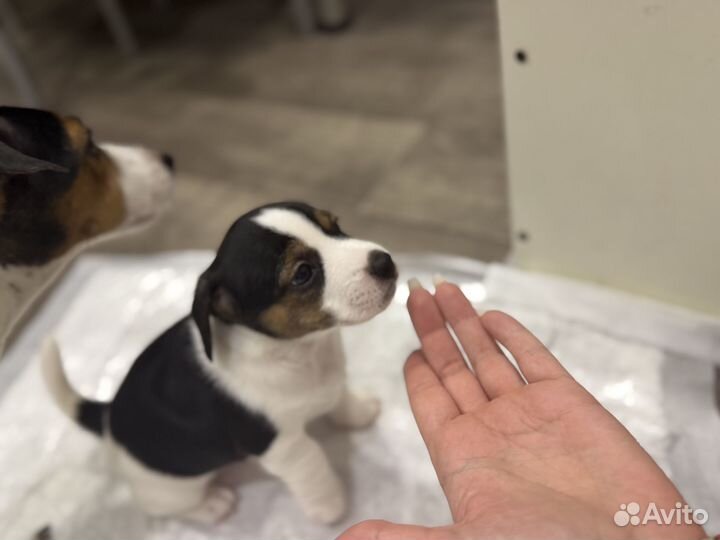 Щенки джек рассел терьер