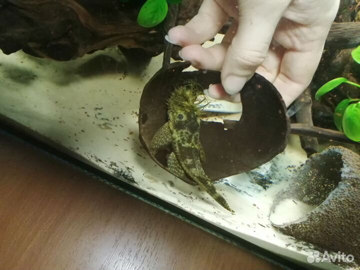 Анциструс сом