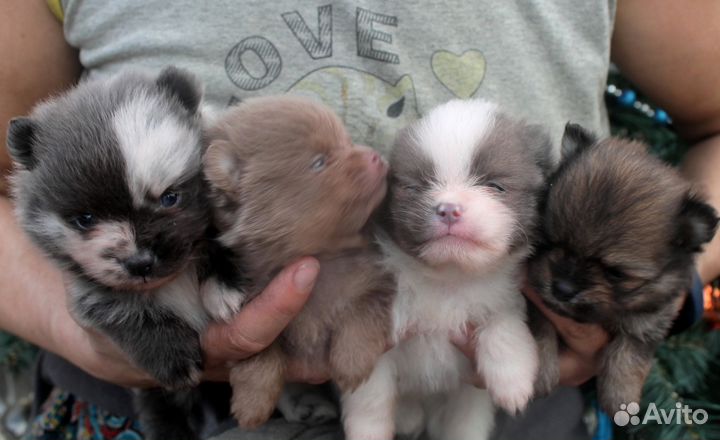 Шпицики померашки очаровашки Цветник