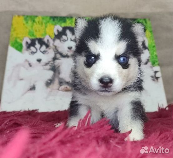 Сибирский хаски