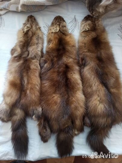 Шкуры соболя