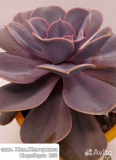 Суккуленты