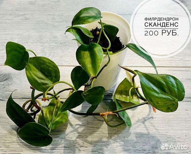 Сциндапсус, филодендрон, сингониум, аглаонема