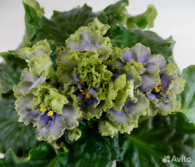 Фиалка ав-Лягушонок