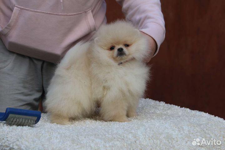 Классные щенки с достойным происхождением