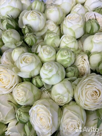 Розы пионовидные