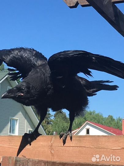 Самая преданная птица