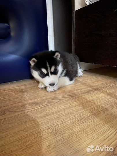 Щенки хаски