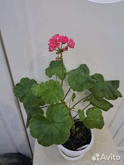 Пеларгония герань сортовая