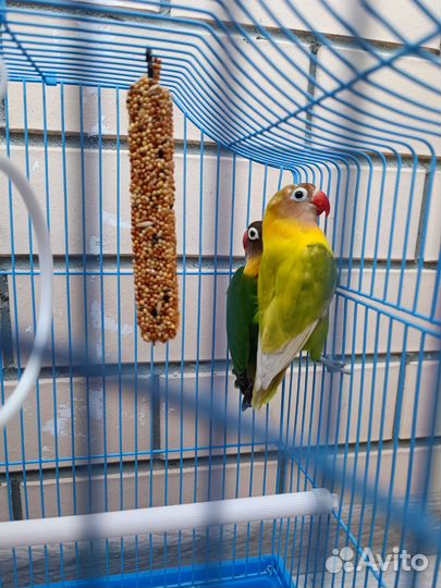 Попугаи неразлучники