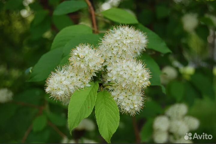 Черемуха Маака