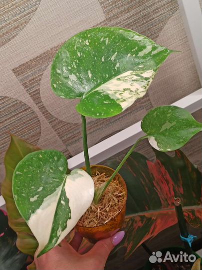 Монстера Тайское созвездие