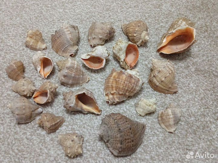 Ракушка от рапана