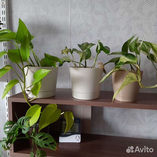 Сциндапсус (эпипремнум)