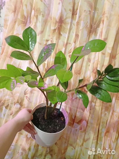 Замиокулькас