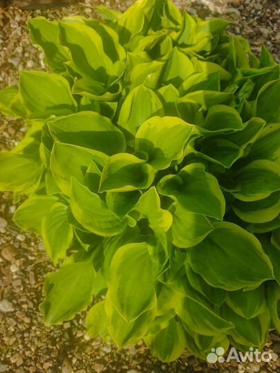 Хоста с хорошими деленками