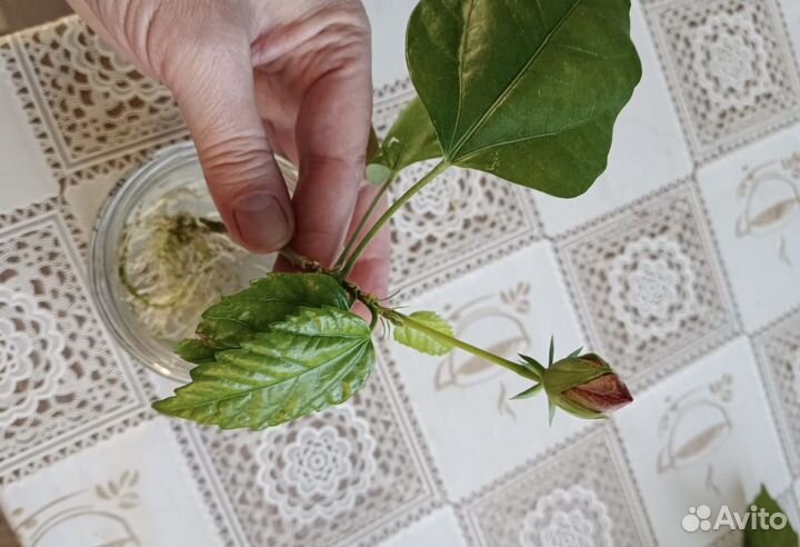 Комнатные цветы