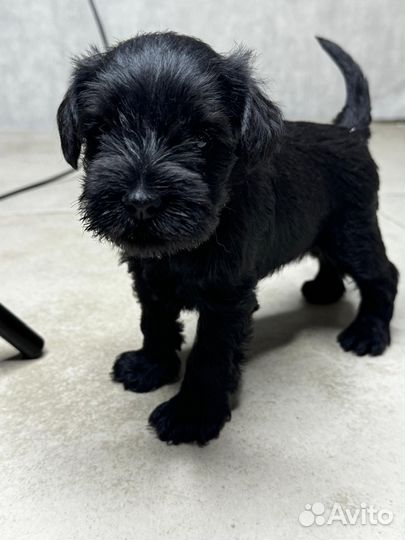 Щенки цвергшнауцера