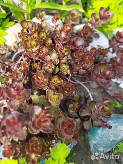 Садовые очитки