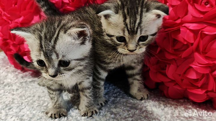 Шотландские котята