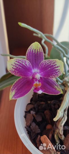 Орхидея фаленопсис