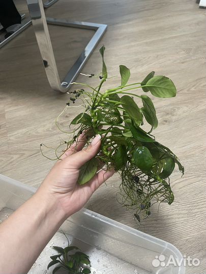 Анубиас нана