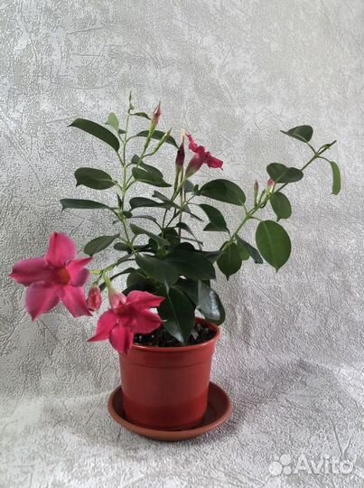 Дипладения (Мандевилла) белая, малиновая, розовая