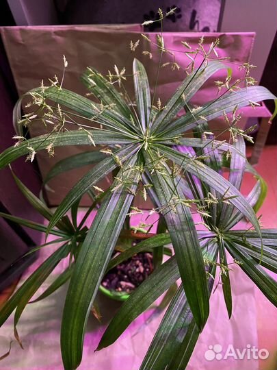 Комнатные растения