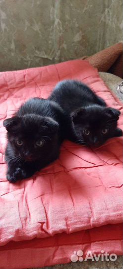 Котята бесплатно