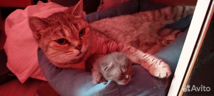 Шотландские котята