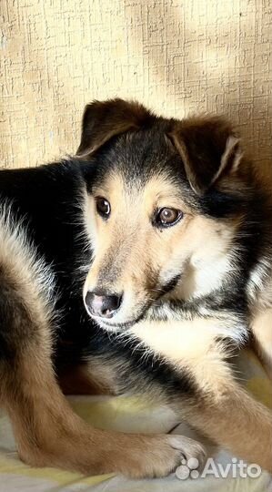 Патрик ищет семью