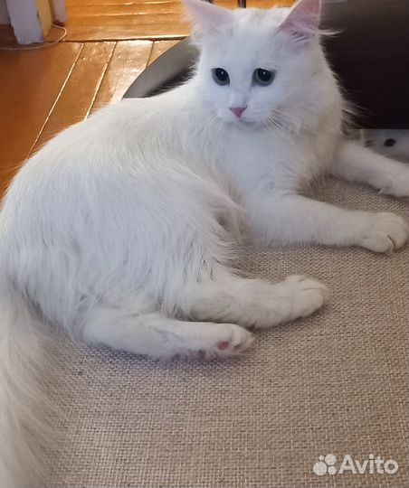 Подарю котят