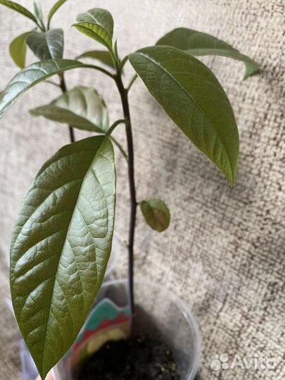 Авокадо растение