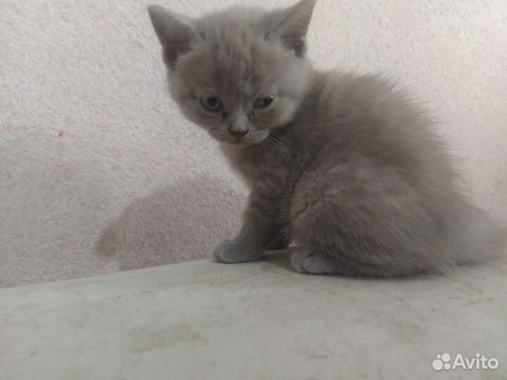 Британские котята
