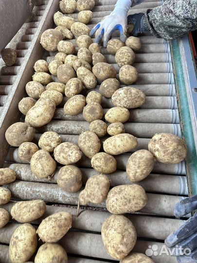 Продаю картофель оптом