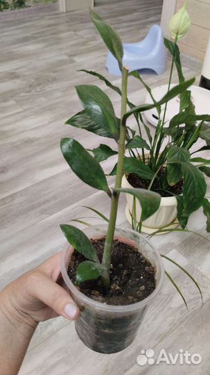 Спатифиллум женское счастье