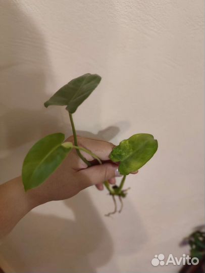 Филодендрон бурле макс