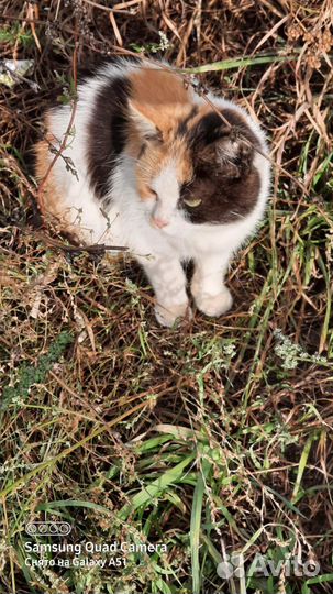 Кошка в добрые руки