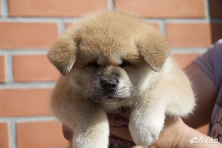 Плюшевые лисятки (Акита )