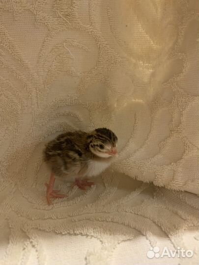 Цесарки цесарята