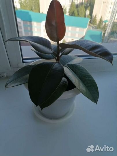 Живые цветы. Фикусы